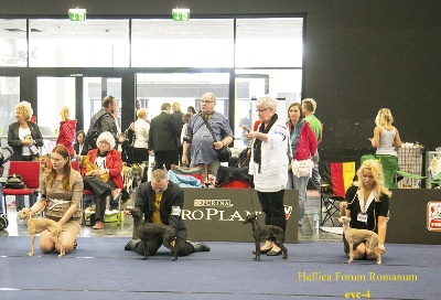Silvento - World Dog Show 2012