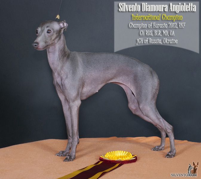 CH. Silvento Diamoura angioletta