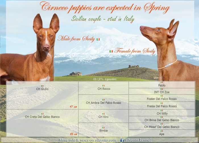 Chiots Cirneco de l'Etna à vendre