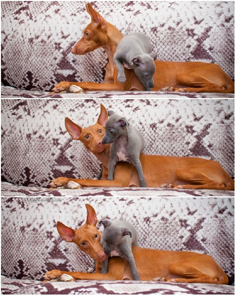 Cirneco chiot
