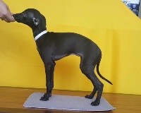 CHIOT