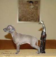 Silvento Diamantine Tenera