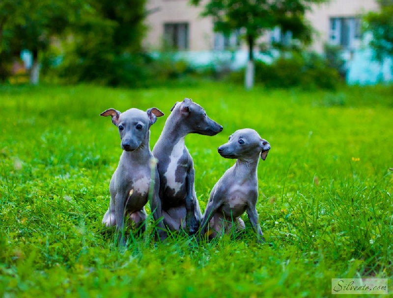 Chiot Petit Levrier Italien Silvento